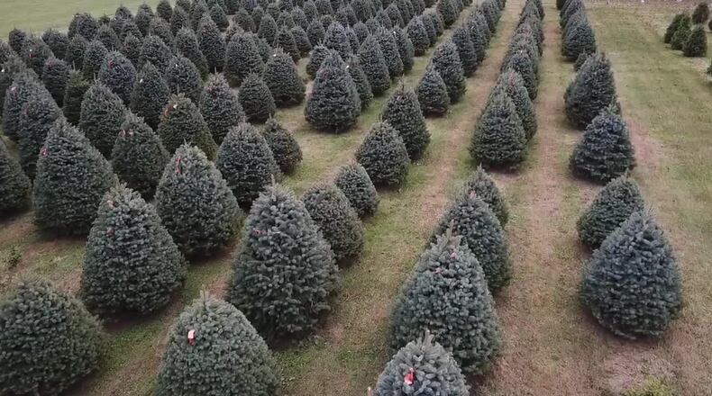 SKY 7: Christmas tree farm