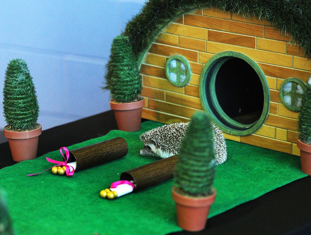 HEDGEHOG DAY