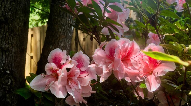 These Autumn Belle Encore Azaleas were putting on a show at The Garden Guy’s house Aug. 6. (Norman Winter/TNS)