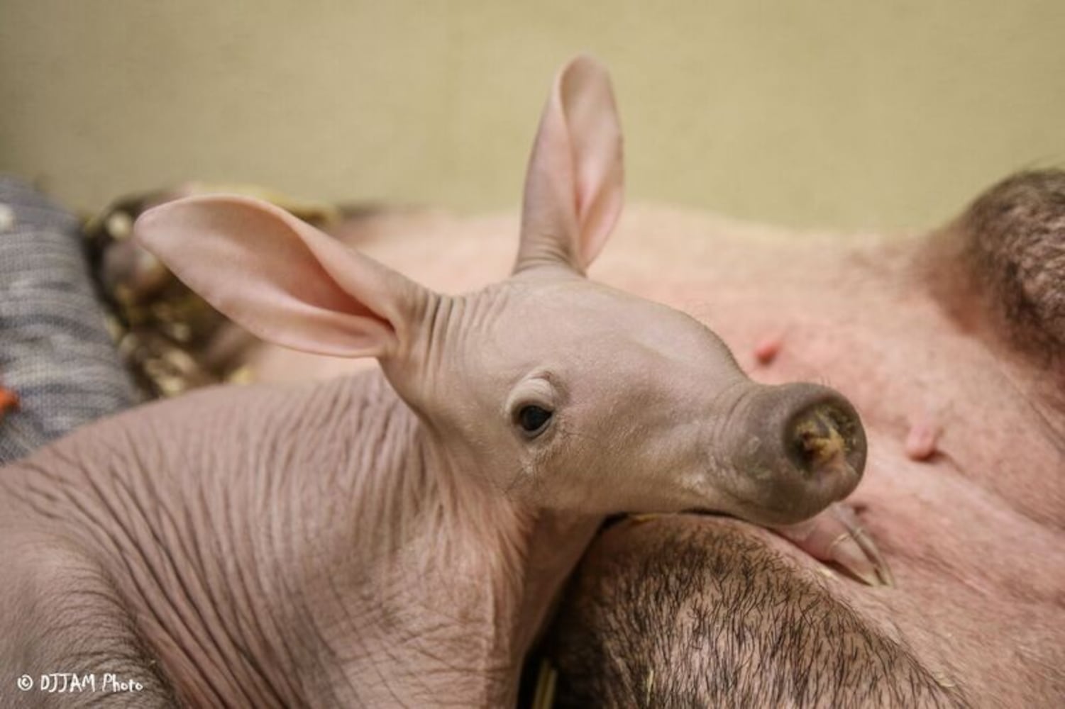 PHOTOS: This first look at Cincinnati Zoo's Zoo babies will be the best part of your day