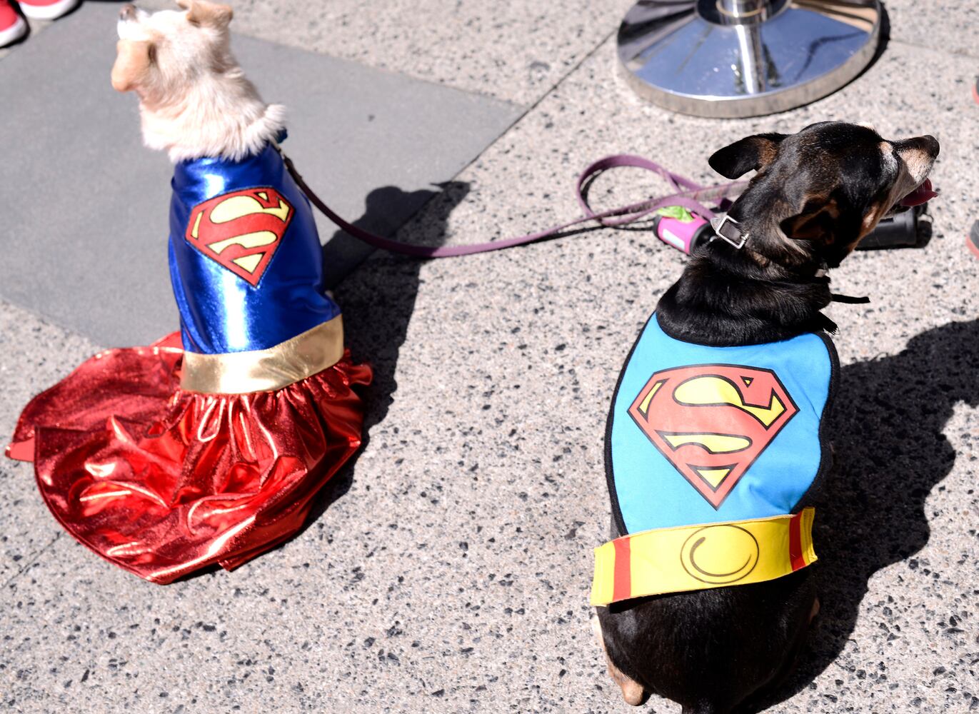 News hounds (4/23/15)