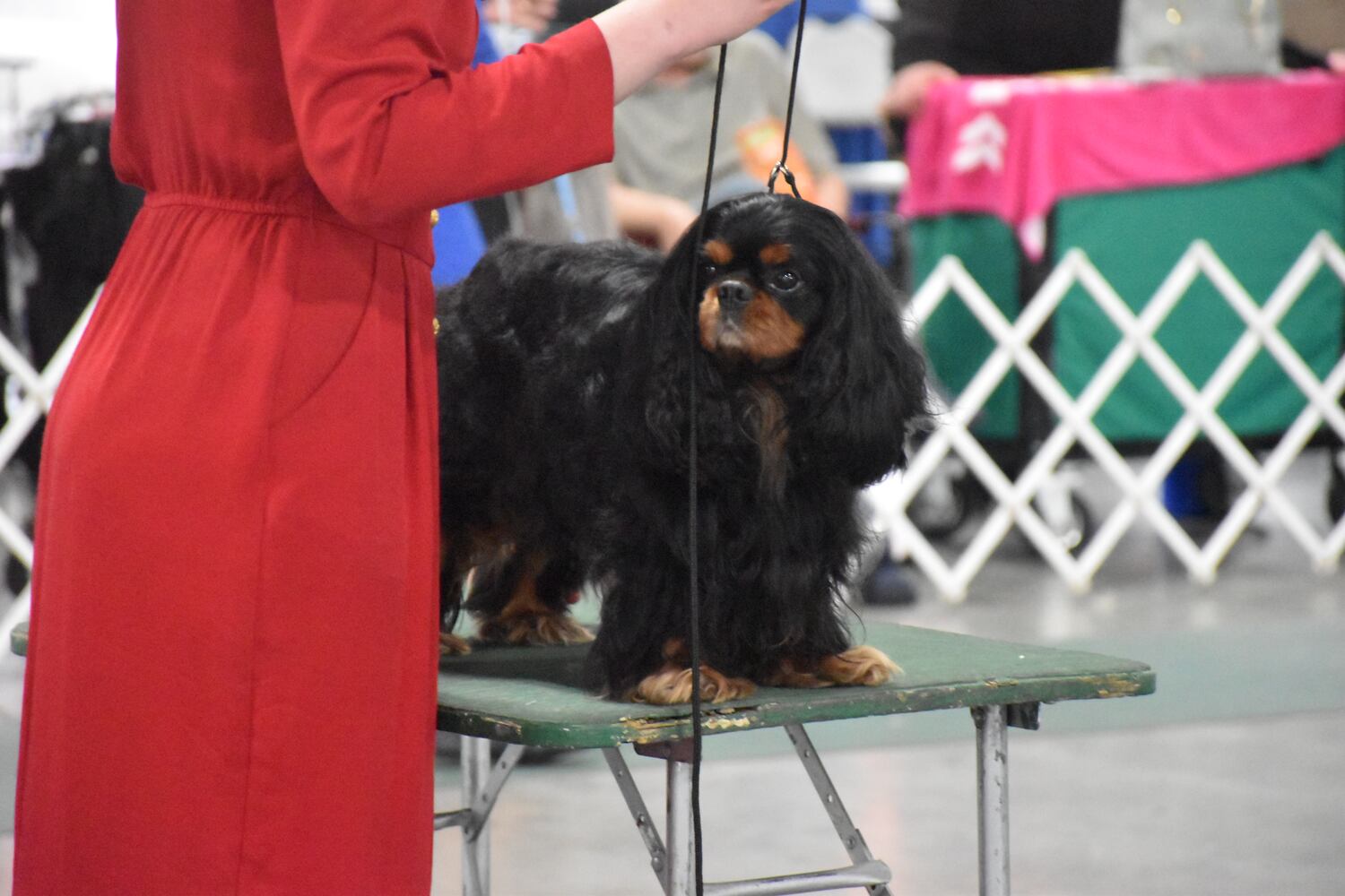 Fort St. Clair Kennel Club Dog Show