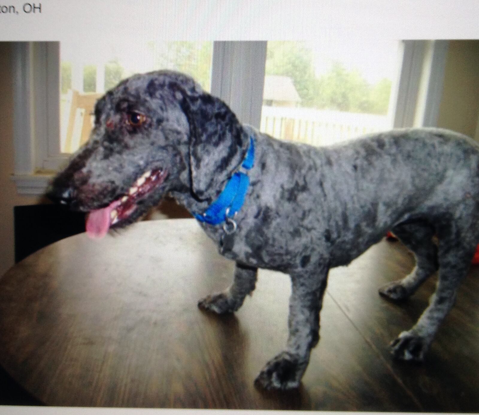 Linda Healy met her rescue dog, Shadow at an adoption event in 2015. She says Shadow changed her life and help her overcome two major tragedies in her life. CONTRIBUTED