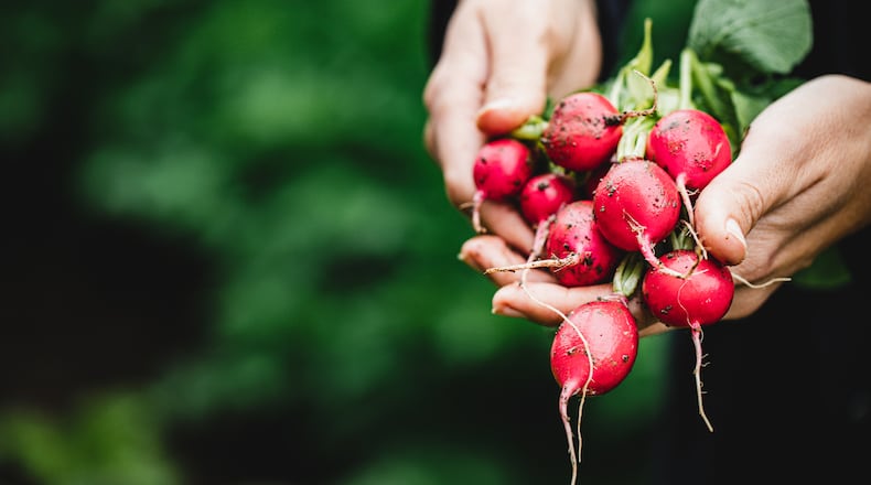 Women harvesting fresh radish in farm. ISTOCK
