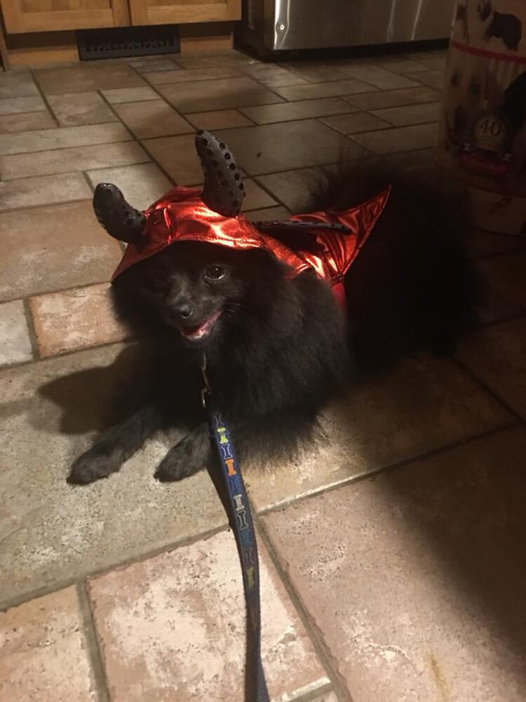 PHOTOS: Local pets ready for Halloween