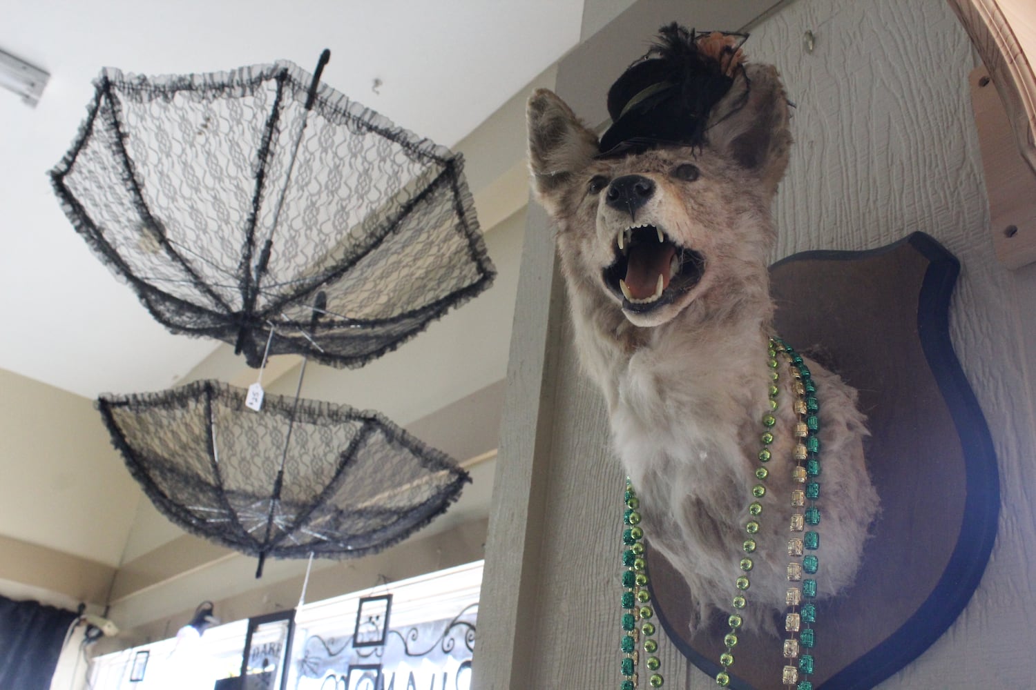 Photos: The Secret Chamber  House of Oddities and Art