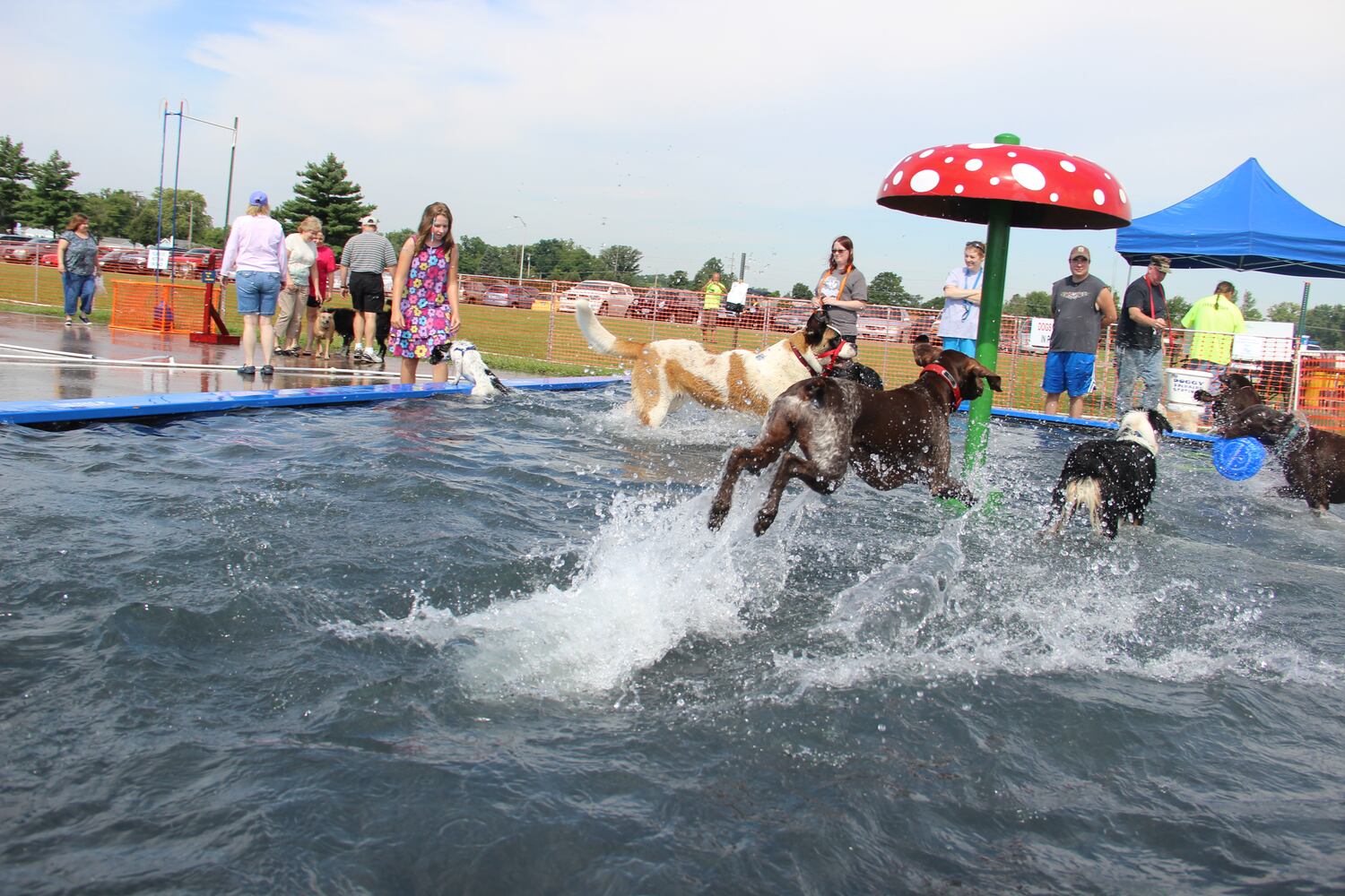 Dogs have some fun in the water at the annual Doggie Dash 'N Splash
