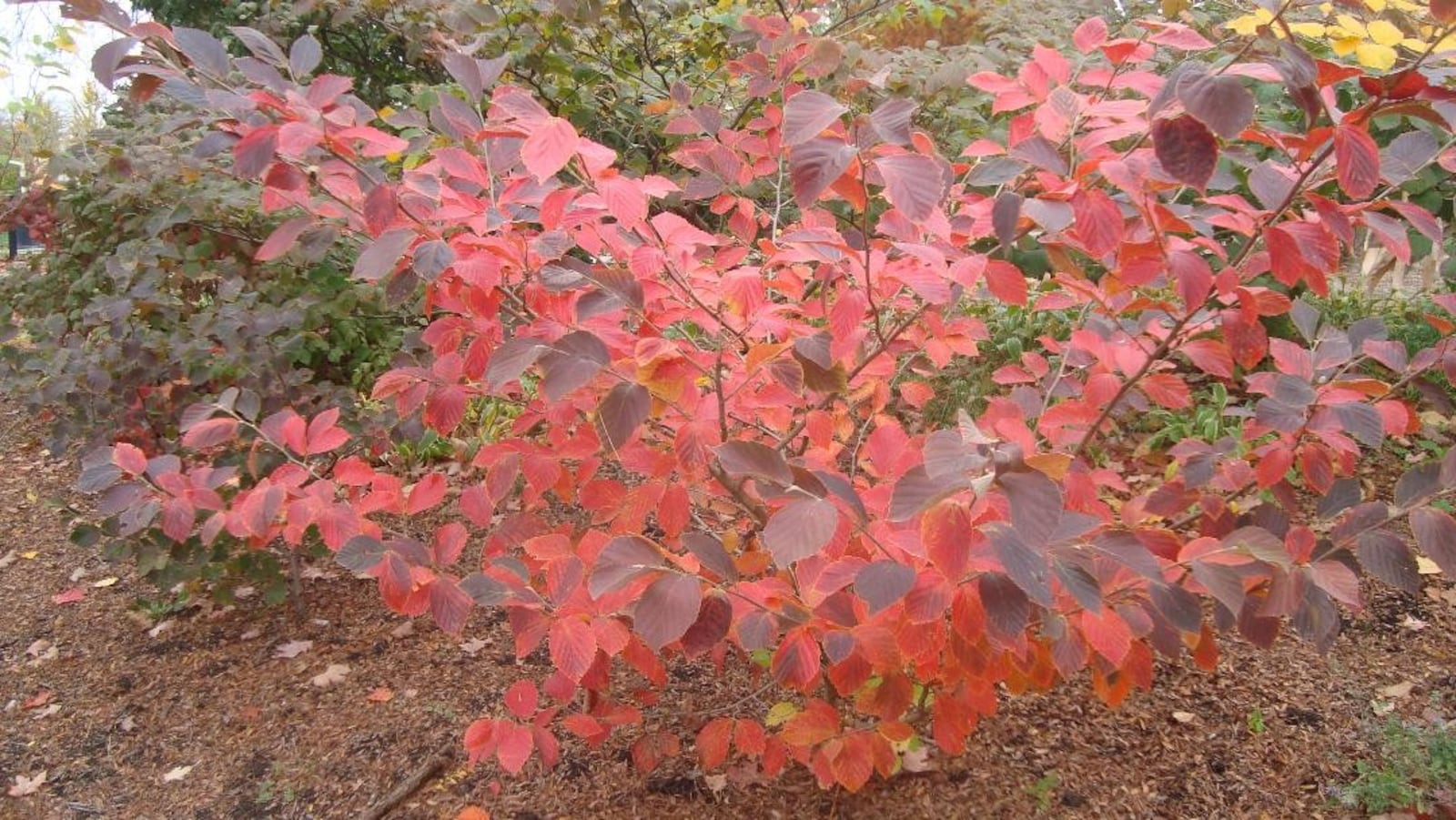 Dishi vernalis witch hazel. CONTRIBUTED