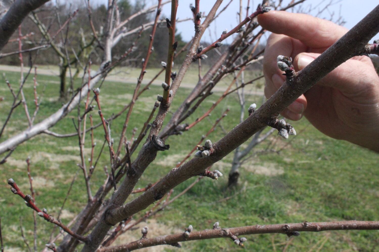 Photos: Monnin’s Fruit Farm getting ready for 58th season