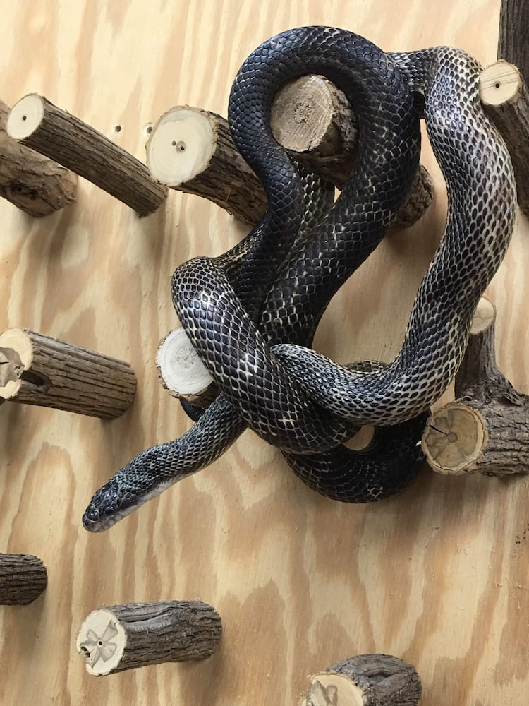 PHOTOS: Boonshoft Museum’s newest baby zoo animal is slithering into people’s hearts