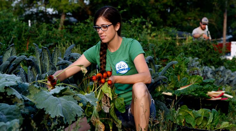Libby Freeze, a staff member with Misson of Mary Cooperative, harvests vegetables at the Hawker St. community garden in Dayton which is run by the cooperative. Community gardens continue to sprout up across the Dayton region as demand for locally grown food increases and more incentives are offered to growers. LISA POWELL / STAFF PHOTO