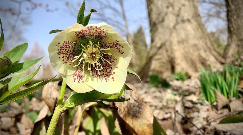 Spring flowers are popping up around the area Thursday Feb. 23, 2023 including the Wegerzyn Garden Metropark in Dayton. MARSHALL GORBY \STAFF