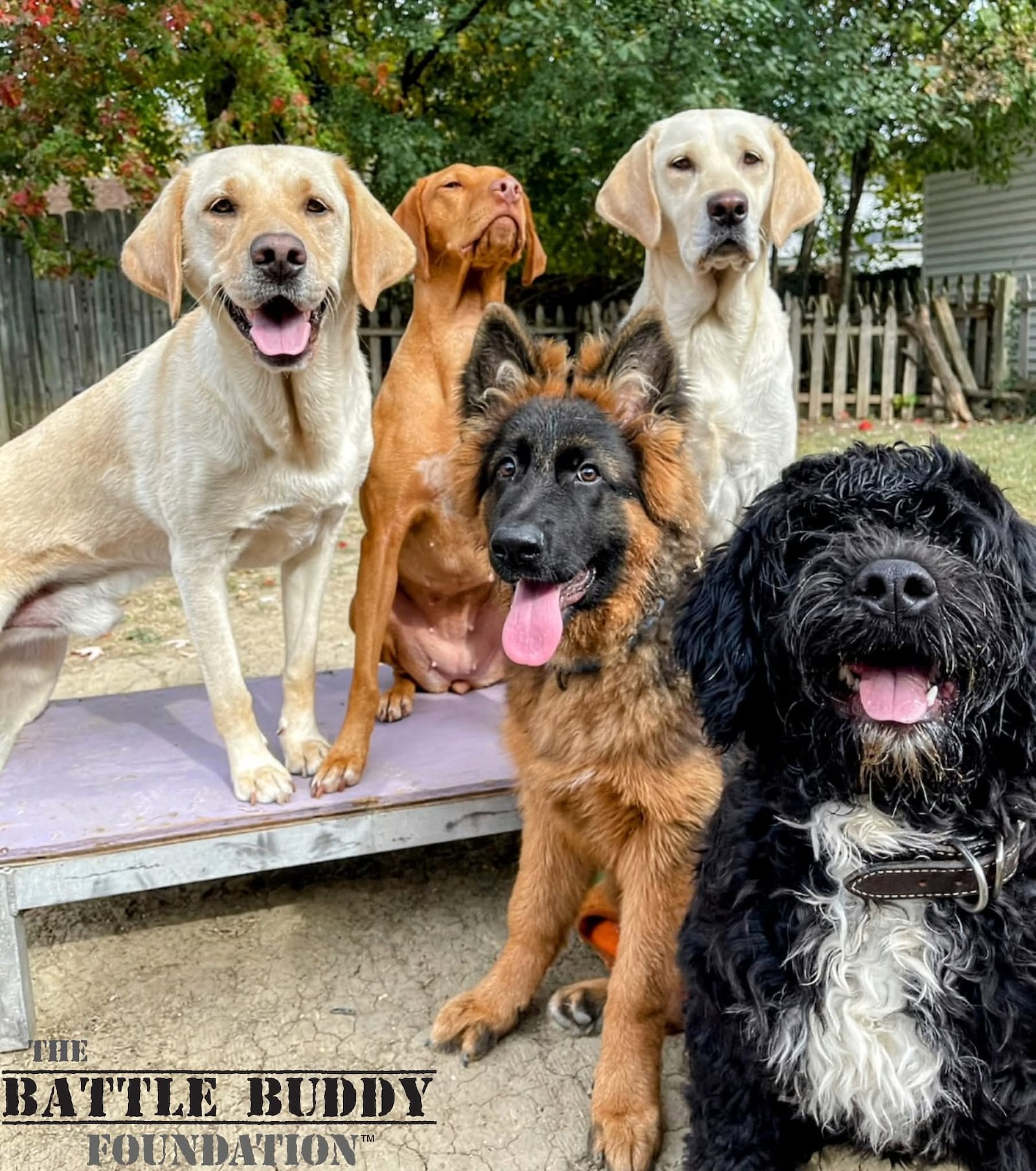 The Battle Buddy Foundation is a nonprofit dedicated to helping other veterans experience support through trained service dogs. CONTRIBUTED