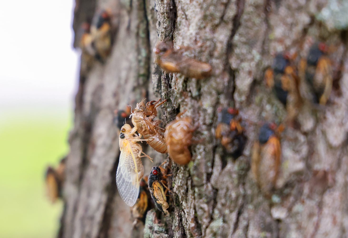 Caesar Creek State Park Cicadas 052825 DDN