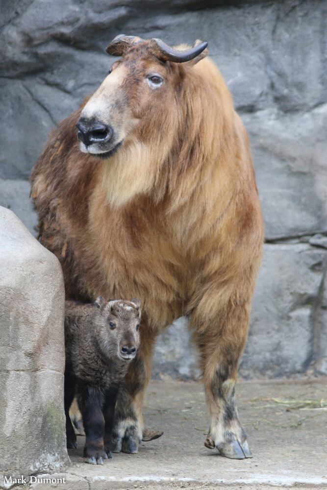PHOTOS: Fall in love with Cincinnati Zoo babies