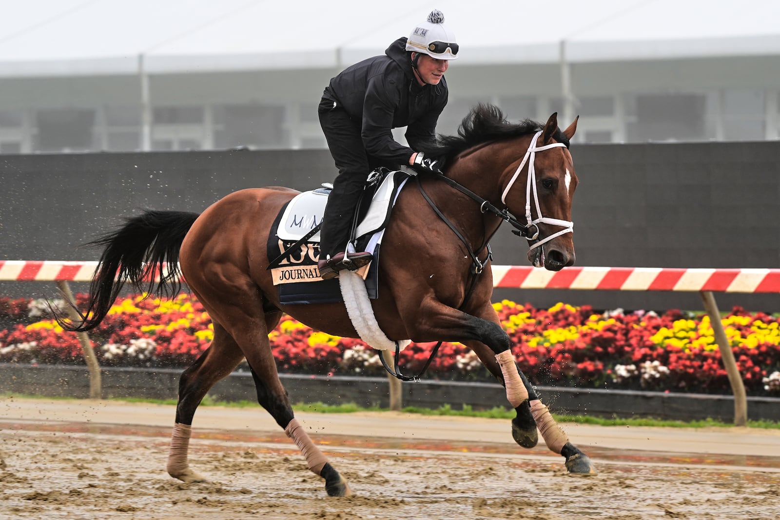 Preakness Stakes entrant Journalism works out at Pimlico Race Course, Thursday, May 15, 2025, in Baltimore. (AP Photo/Stephanie Scarbrough)
