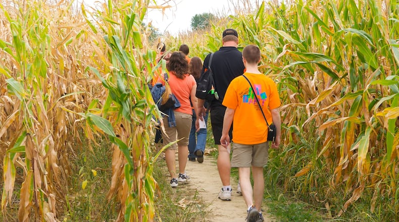 Tasty treats await you at the end of Cowvin's Corny Maze at Young's Dairy.