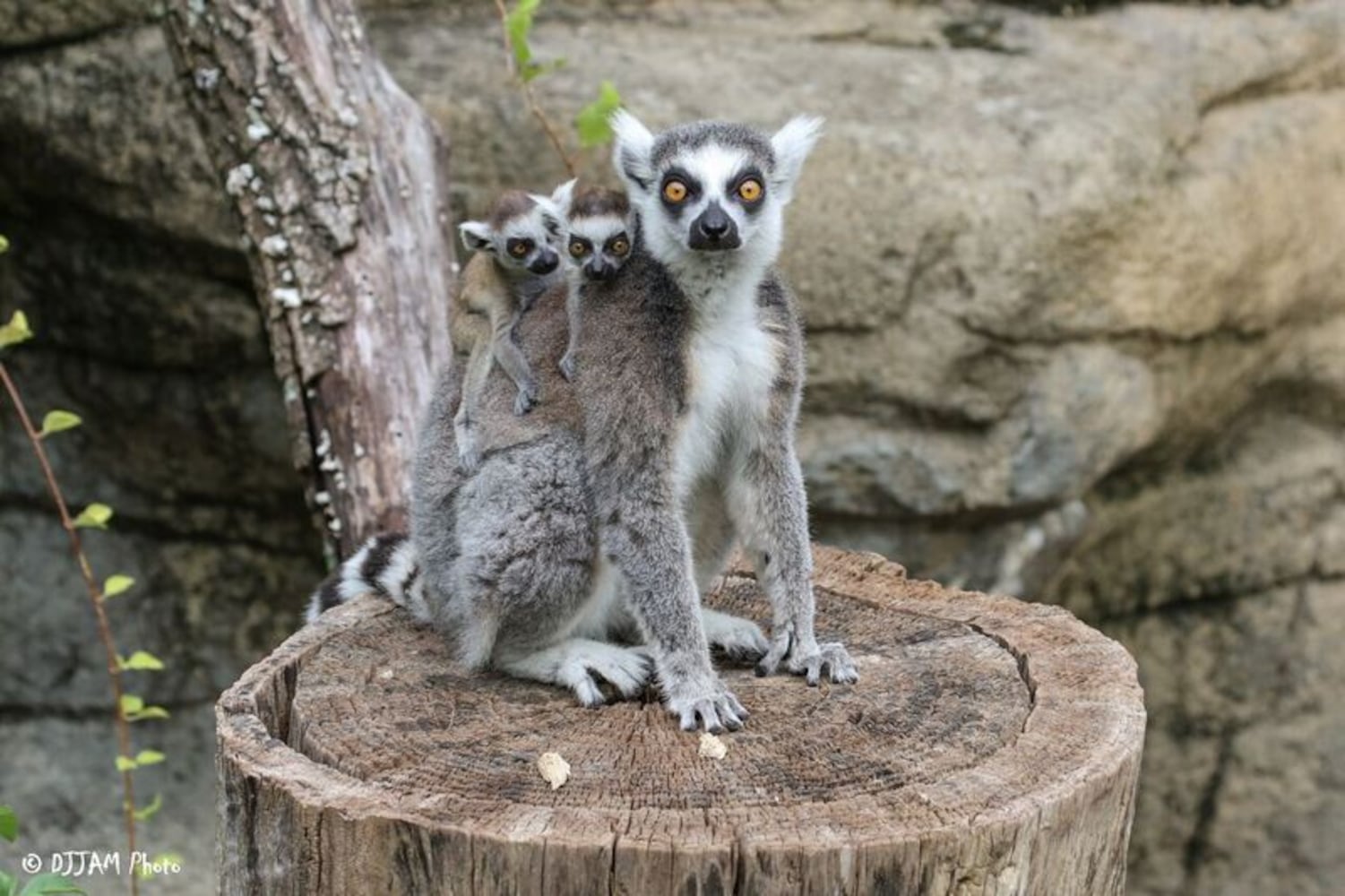 PHOTOS: This first look at Cincinnati Zoo's Zoo babies will be the best part of your day