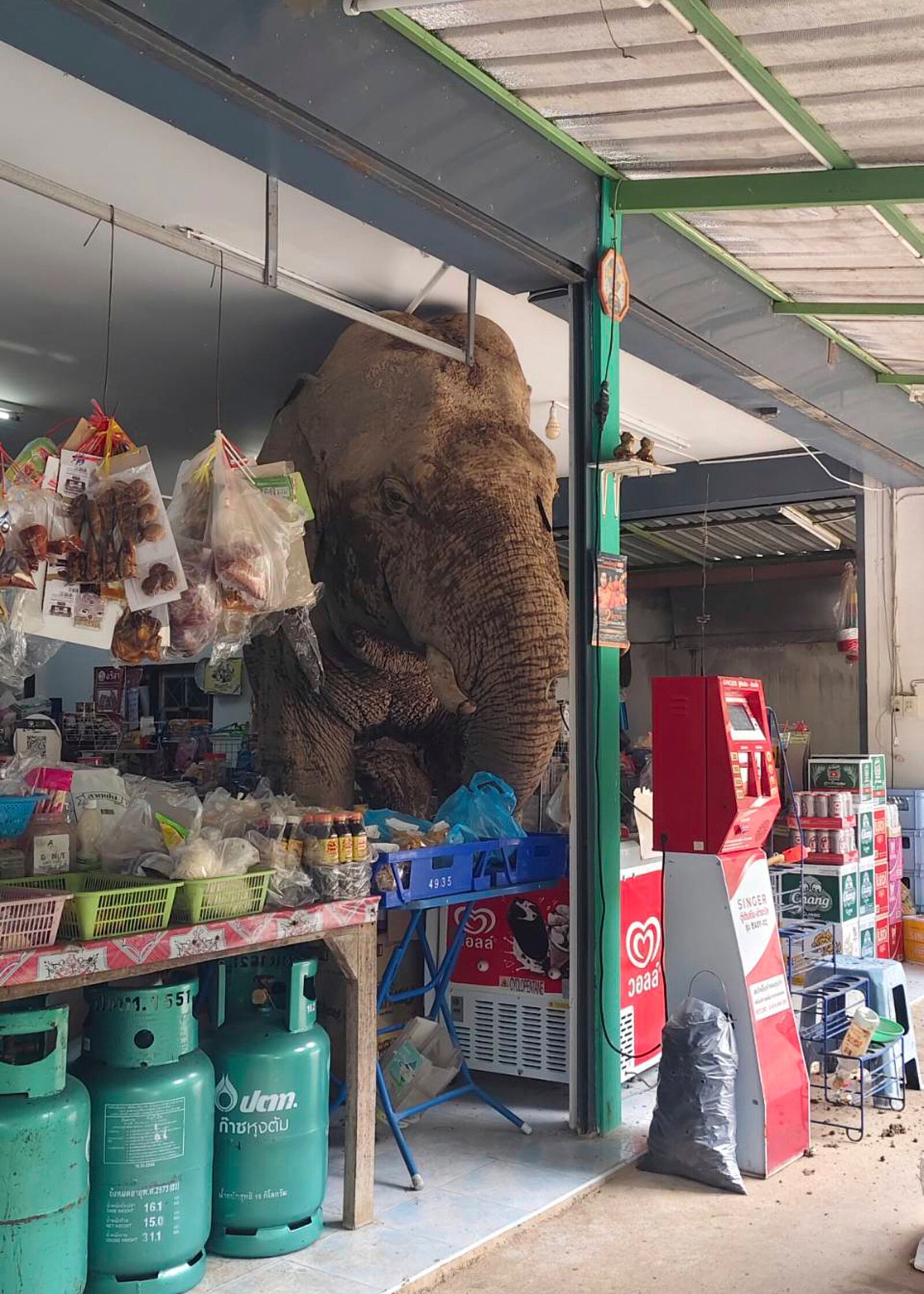 The male elephant, named Plai Biang Lek, ransacks sweet rice crackers at shop in Nakhon Ratchasima province, Thailand, Monday, June 2, 2025. (Kanokporn Sriboon via AP)
