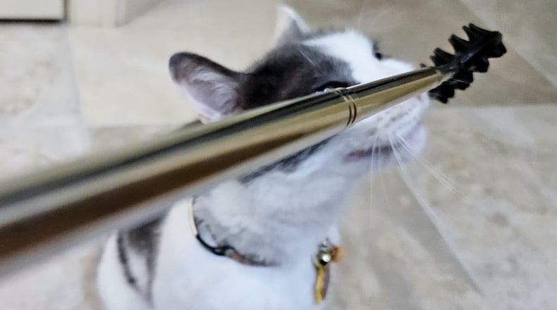 Pictured is Pip rubbing up against Karin's back scratcher. CONTRIBUTED