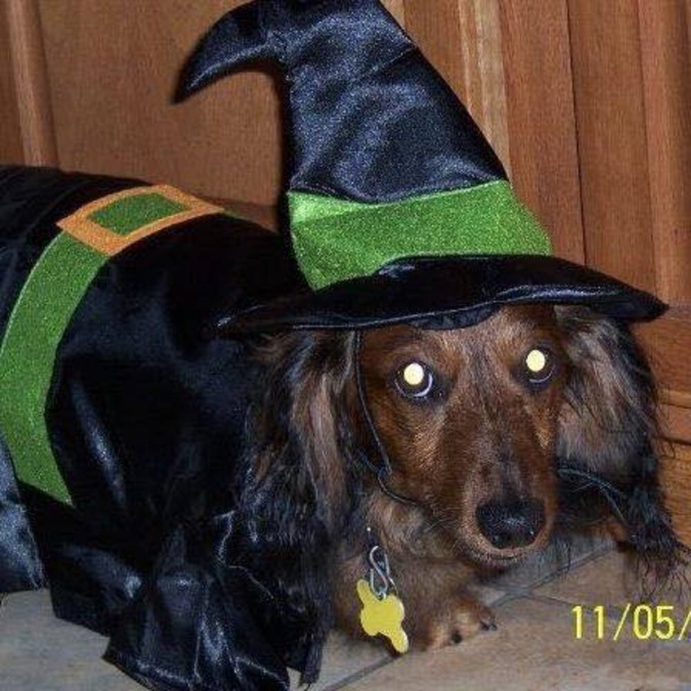 PHOTOS: Local pets ready for Halloween
