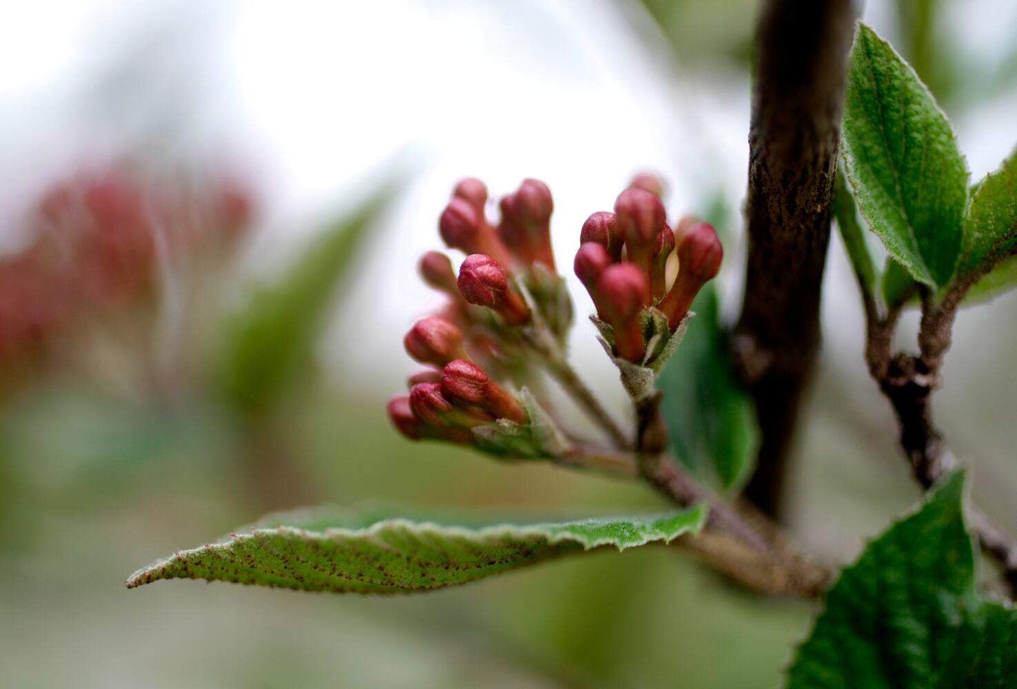PHOTOS: Wegerzyn Gardens blooms in a brilliant display