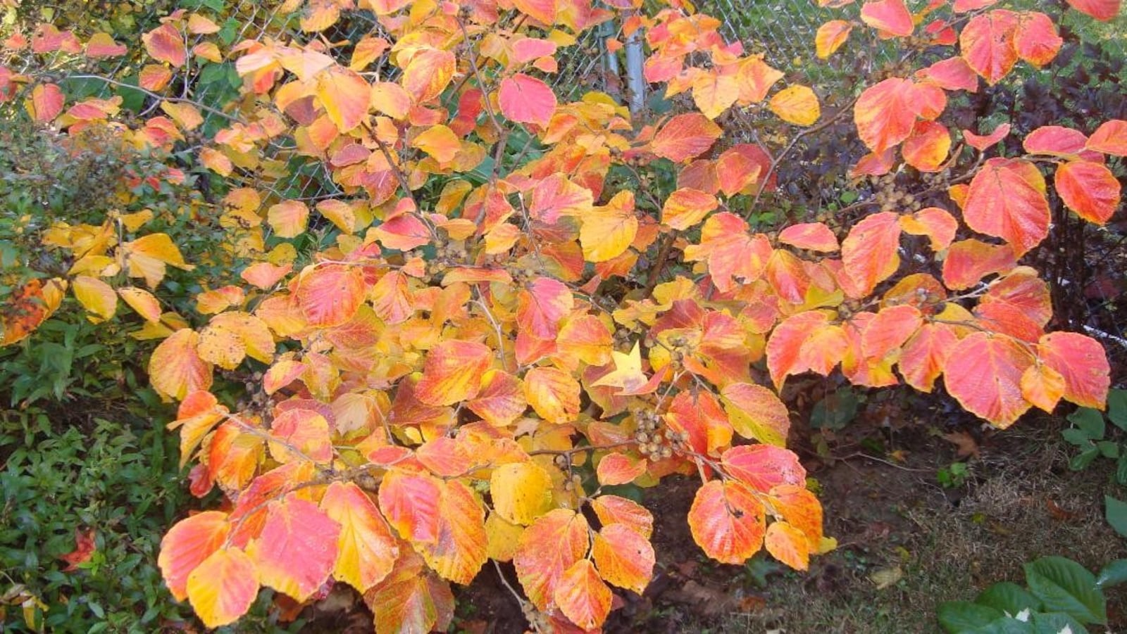 Carmine Red witch hazel. CONTRIBUTED