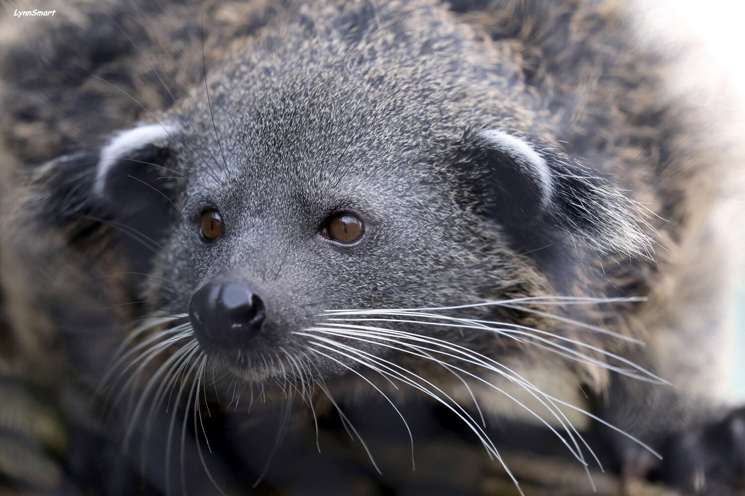 PHOTOS: Those adorable faces! Celebrating Cincinnati Zoo babies