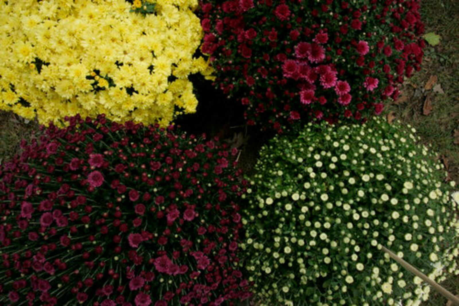 The 2009 Tipp City Mum Festival was held this weekend in Tipp City. The Tipp City Mum Festival started in 1959 which makes it the oldest festival in the Miami County. Mum is an abbreviation of Chrysanthemum, a hearty fall flower.
