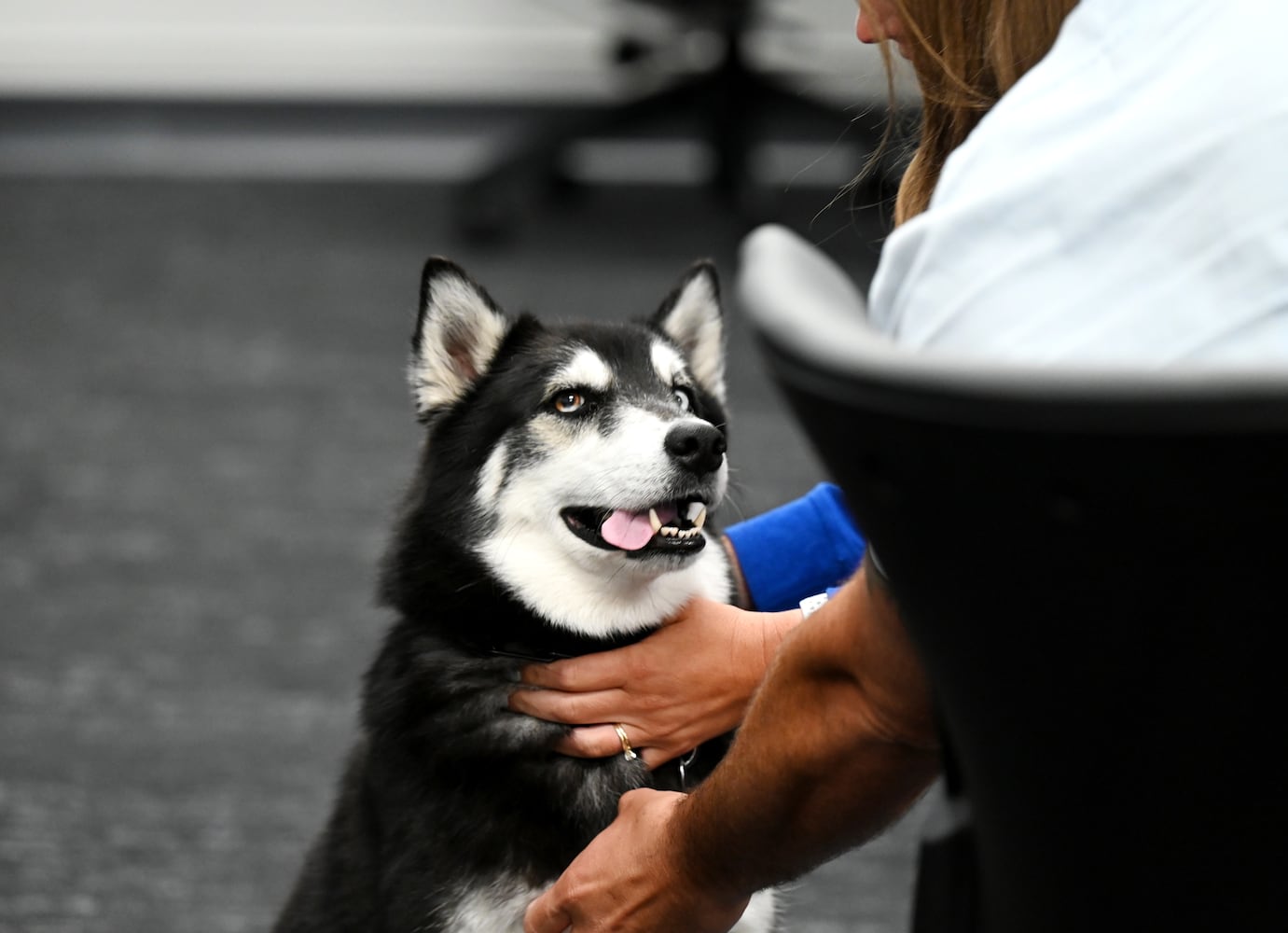 Hamilton City Schools therapy dog