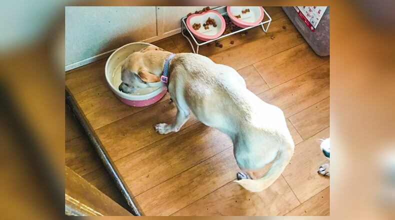 Lilly, a 3-year-old Chihuahua was reunited with her human family in Butler County 19 days after she ran off during a serious crash in Warren County. Her weight dropped from 12 to 7 pounds while she was missing.