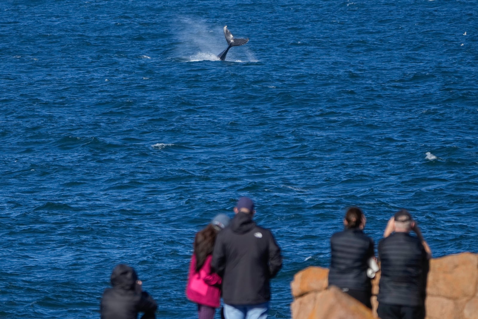 FILE - Spectators watch a whale swim past at Boat Harbour north of Sydney, Australia, on June 10, 2024. (AP Photo/Mark Baker, File)