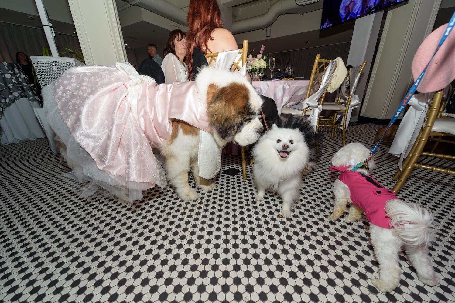PHOTOS: 2025 Pet Afflaire Gala at the Dayton Arcade
