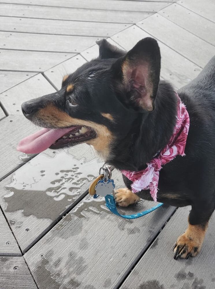 PHOTOS: It’s National Dog Day! Here are some puppy smiles for you