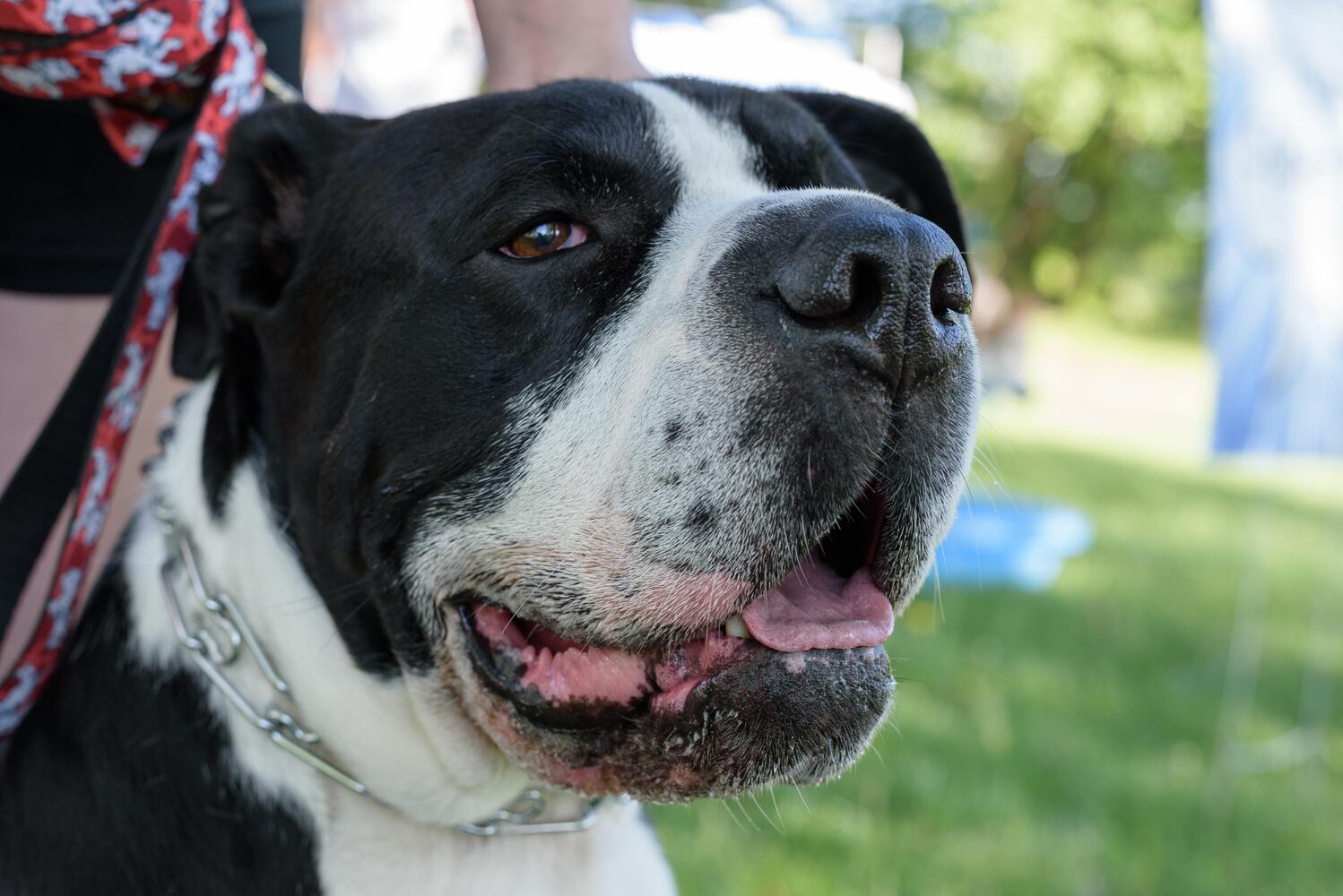 PHOTOS: Did we spot you and your doggie during the Furry Skurry 5K & Furry Fest at Eastwood MetroPark?