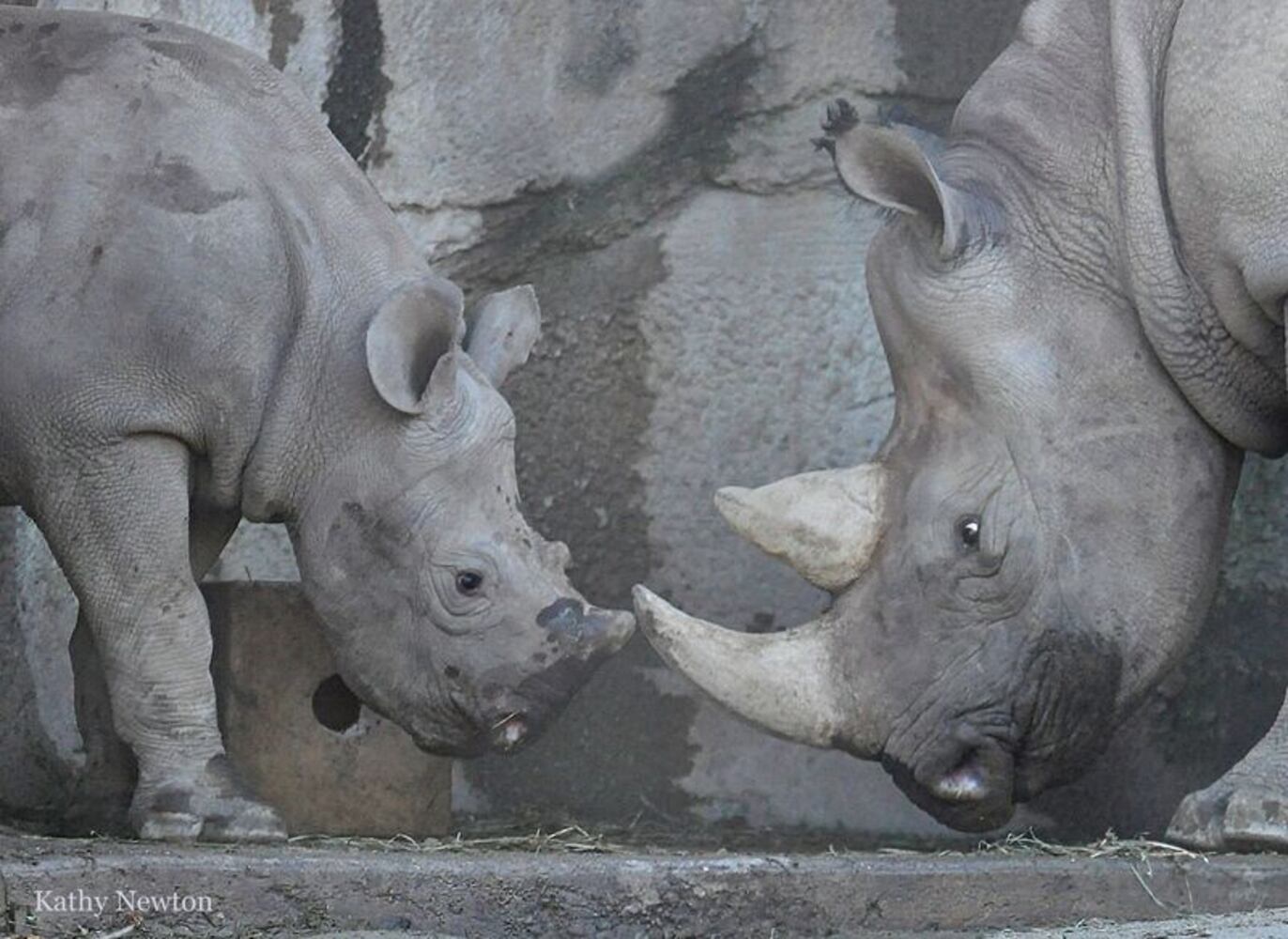 PHOTOS: This first look at Cincinnati Zoo's Zoo babies will be the best part of your day