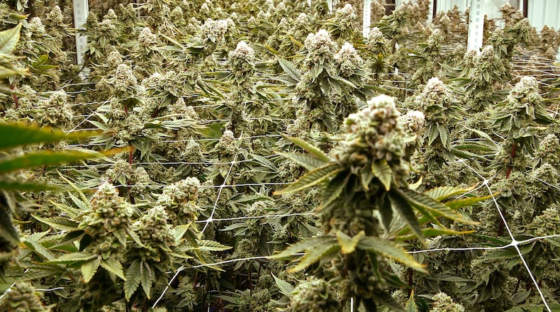 Senate Bill 56 could lead to local communities being paid sales tax for recreational marijuana sales. FILE PHOTO