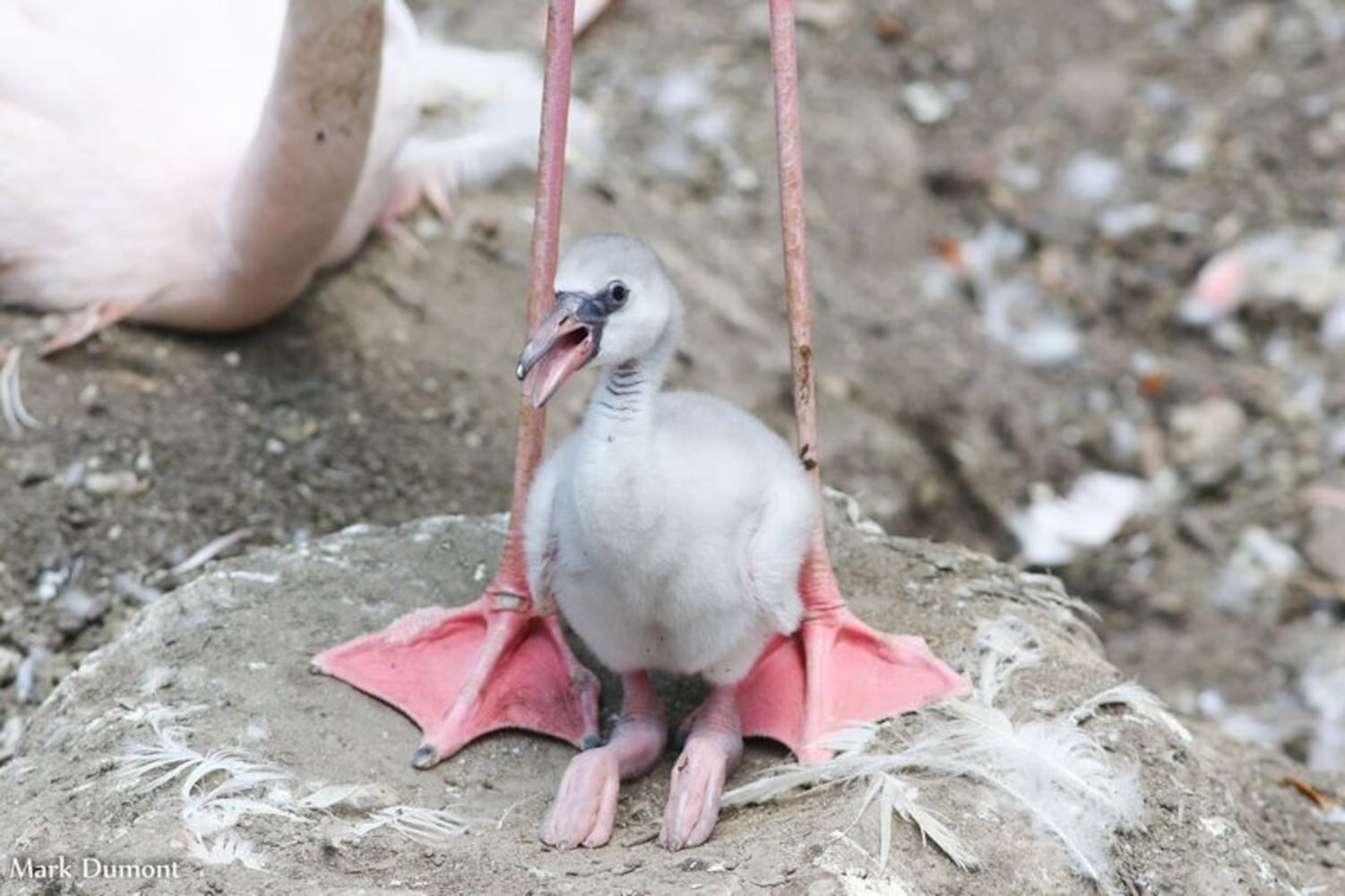 PHOTOS: This first look at Cincinnati Zoo's Zoo babies will be the best part of your day