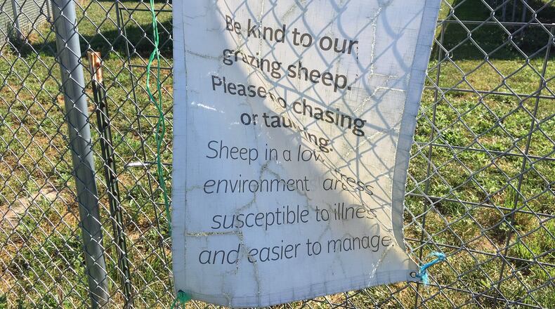 A fenced-in 1-megawatt solar array located on Antioch College’s farm was the grazing ground for nine sheep that were being raised to feed students. Yellow Springs resident and Wittenberg University Professor David Nibert campaigned to save the sheep and protested the college’s practice of raising animals for slaughter. RICHARD WILSON/STAFF