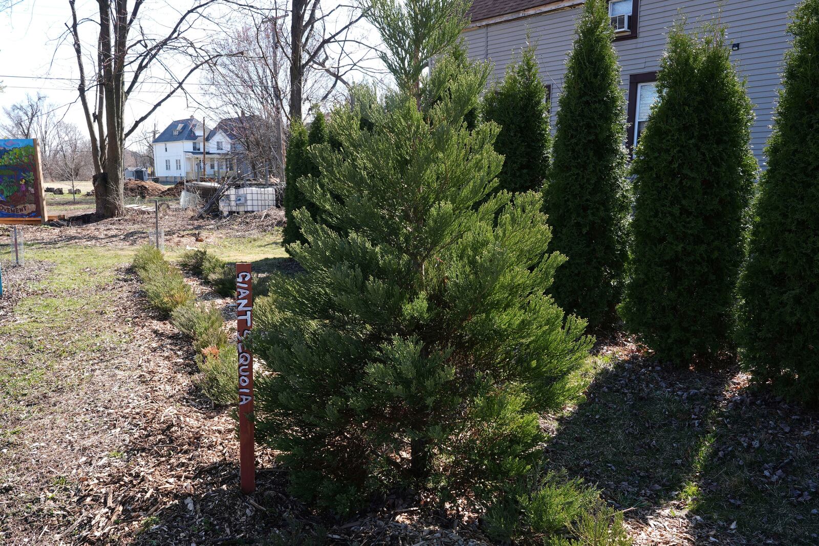 A giant sequoia tree is shown planted at an Arboretum Detroit parcel in Detroit, Friday, March 21, 2025. (AP Photo/Paul Sancya)