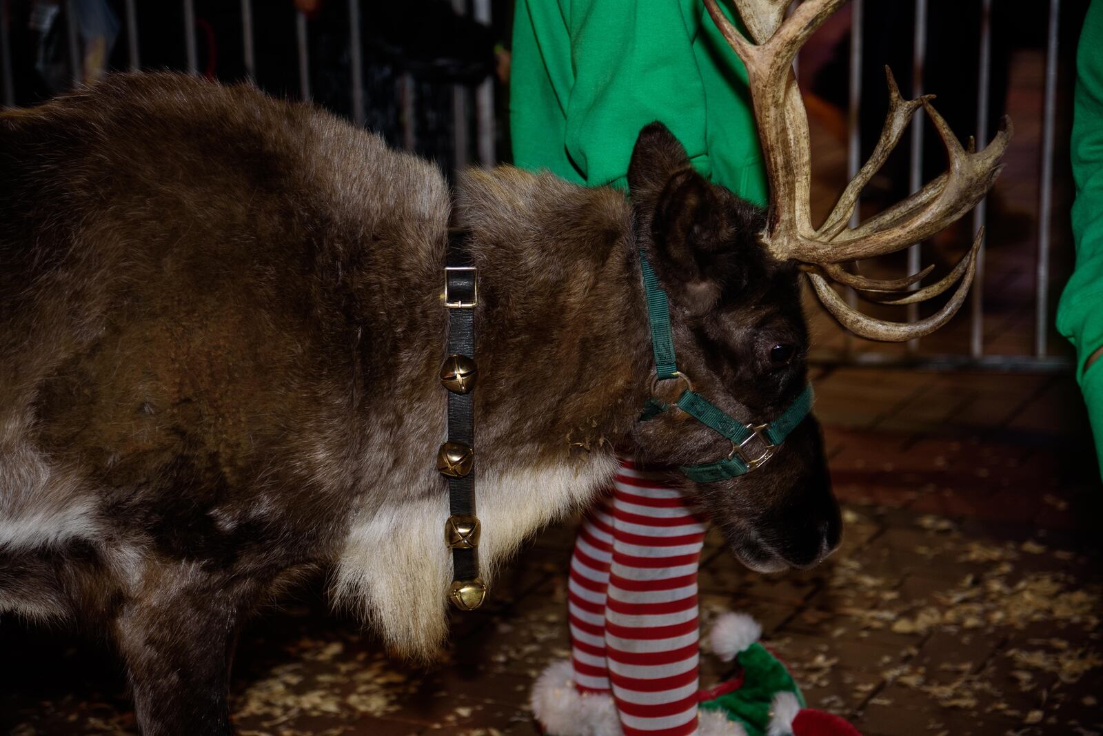 The holiday season is officially here in Dayton. The community celebrated the start of the holiday season with a beloved annual tradition the day after Thanksgiving on Nov. 23, 2018, downtown for the community tree lighting. The celebration also included rides, reindeer, Santa and a Children's Parade. TOM GILLIAM/CONTRIBUTED