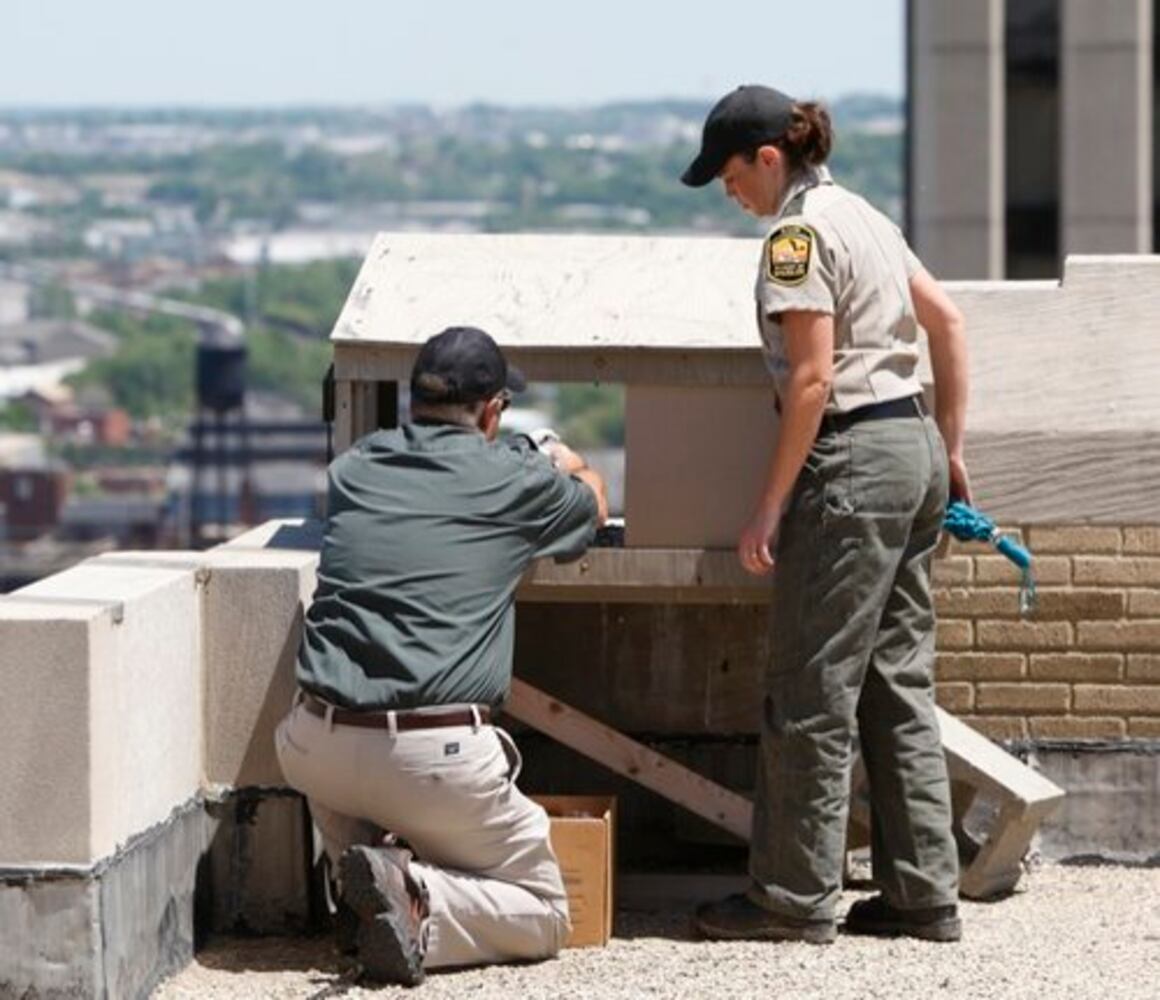Peregrine Falcoln chicks get leg bands