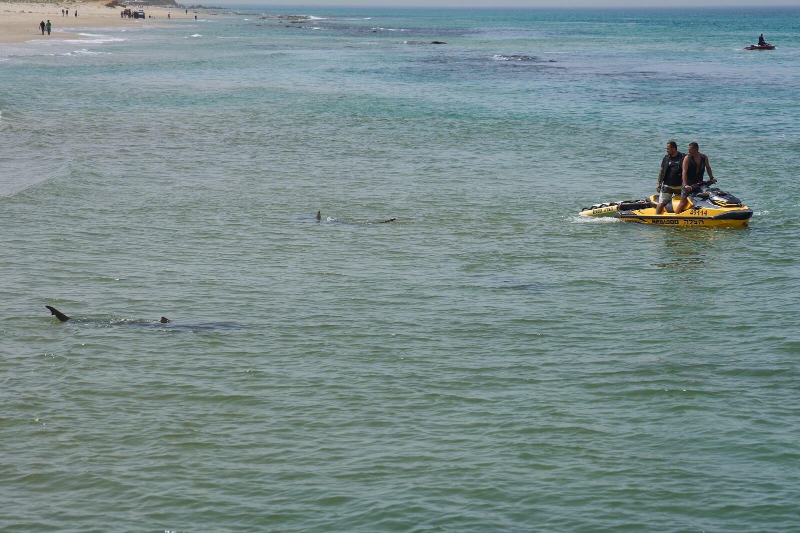 Shark swim in Mediterranean Sea as Israeli police are looking the area for a swimmer who they fear was attacked by a shark on Monday, near the Israeli city of Hadera, Tuesday, April 22, 2025. (AP Photo/Ariel Schalit)