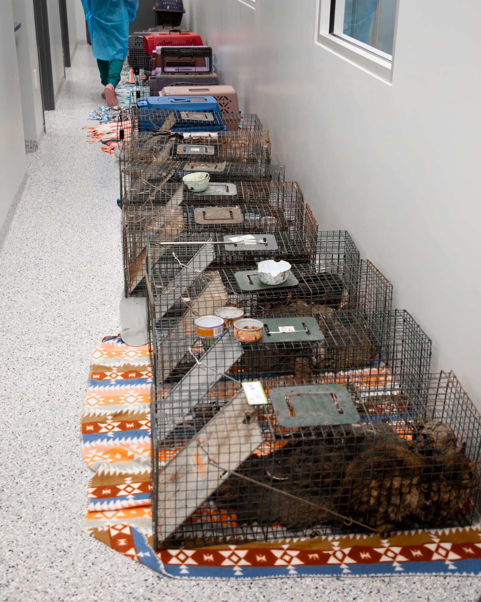 The Humane Society of Greater Dayton rescued 31 cats, a dog and a opossum from an Old Orchard Avenue home in Dayton on Jan. 16, 2026, as part of a neglect investigation.