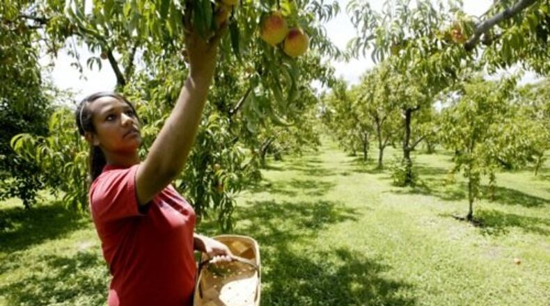 Jesa Oglesby says the best way to pick apples and peaches is not to pull but to twist gently as she collects peaches at Monnin Fruit Farm in Butler Twp. on July 22.