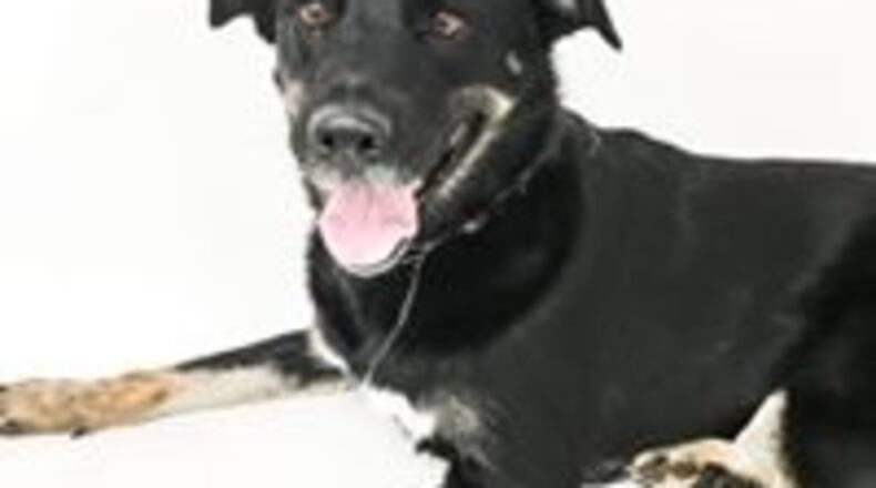 Sheba