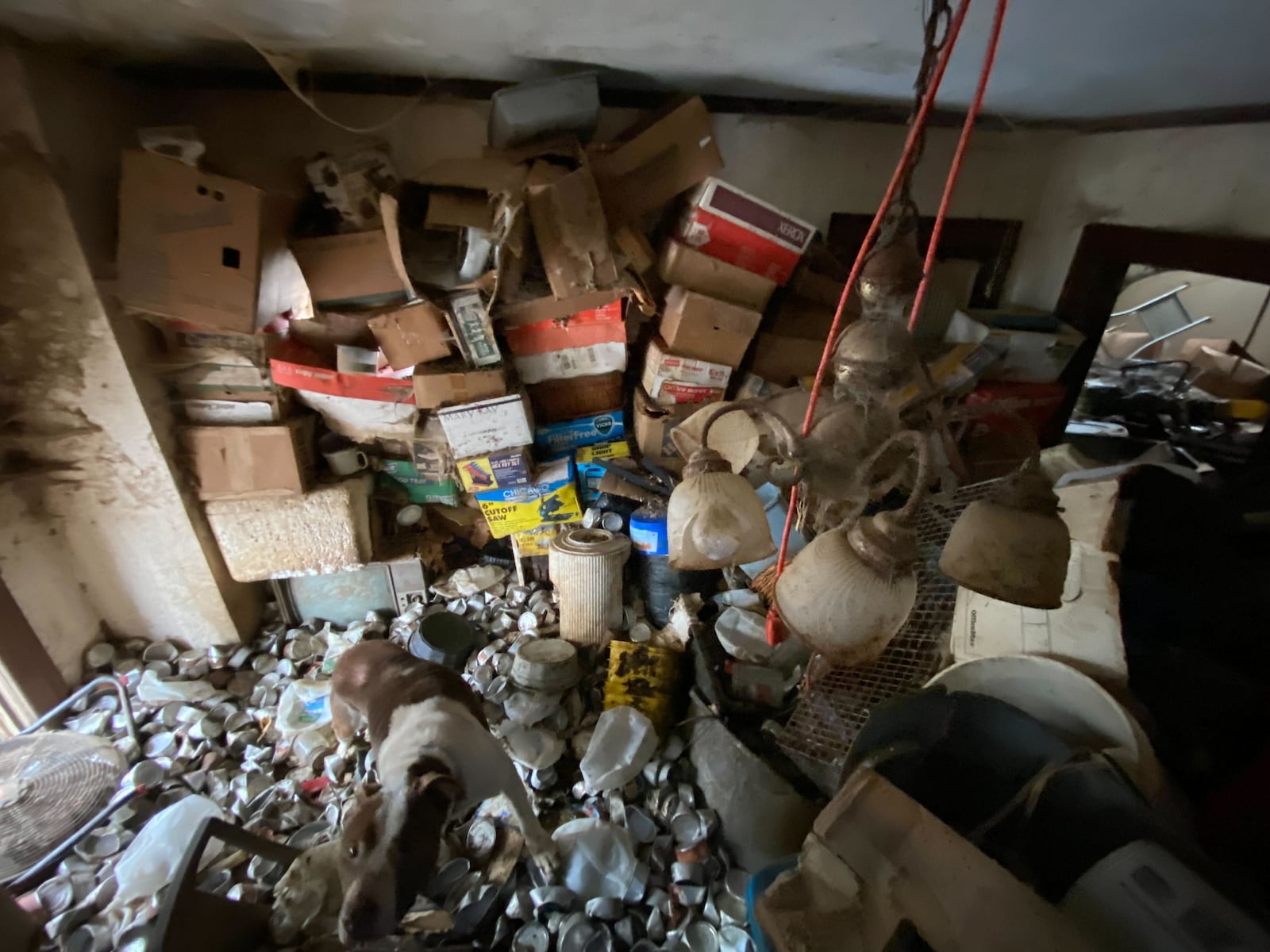 The Humane Society of Greater Dayton rescued 31 cats, a dog and a opossum from an Old Orchard Avenue home in Dayton on Jan. 16, 2026, as part of a neglect investigation.