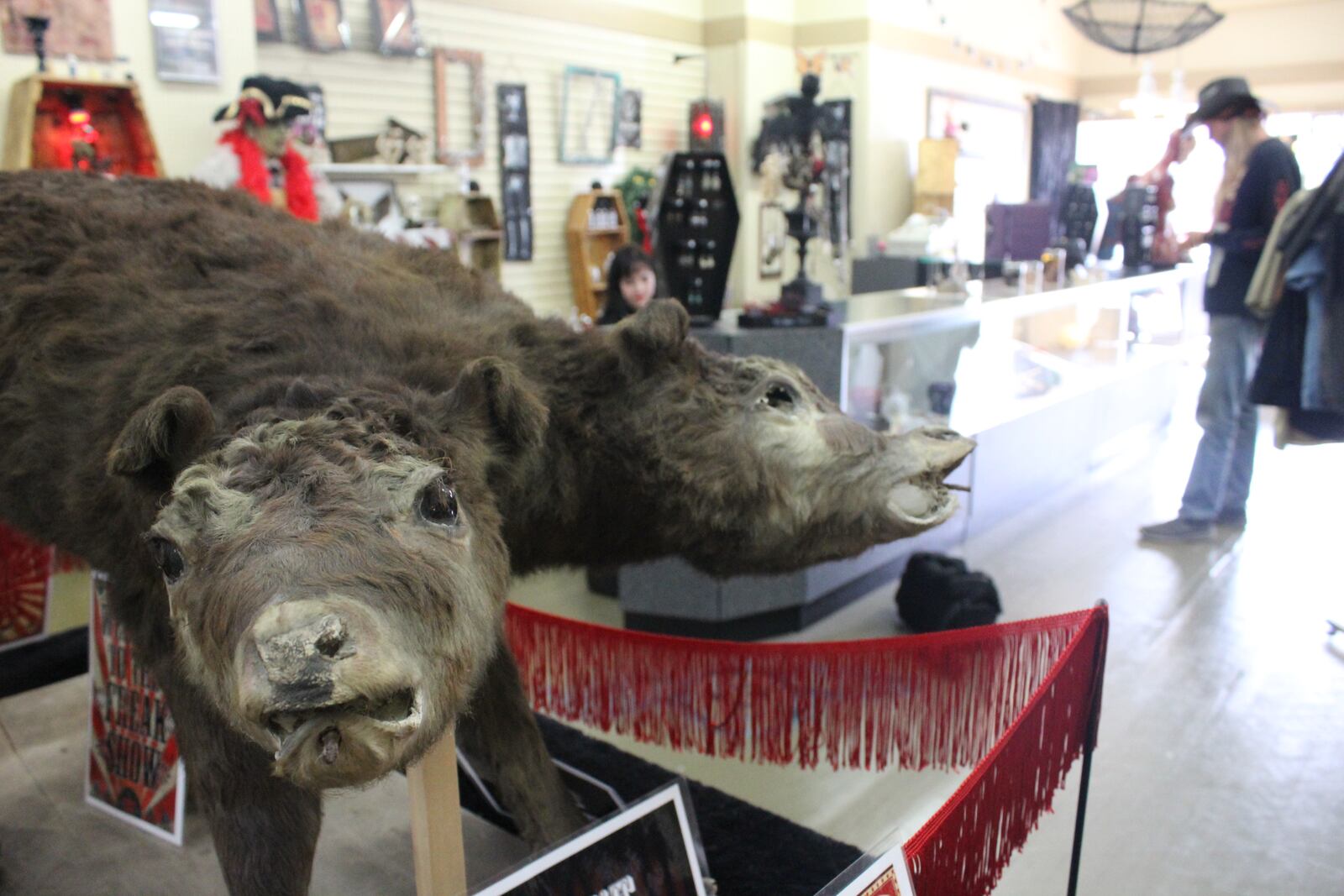 Shane and Cherish Harrell Brooks opened their shop The Secret Chamber House of Oddities and Art at 17 W. Main St. in Fairborn in just time for Halloween 2017.  Photo: Amelia Robinson