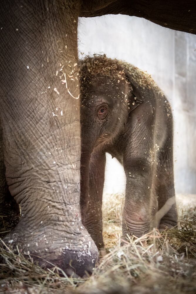 PHOTOS: Adorable baby elephant and sea lion steal the show at the Columbus Zoo