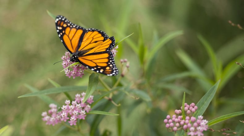 The second annual Pollinator Expo June 20 at the Wright Brothers Memorial will highlight the monarch butterfly. More than 30 informational tables from various organizations across the state will be in attendance, highlighting their efforts and offering guidance on how to help improve the pollinator population. (U.S. Army photo/Rachel Larue)